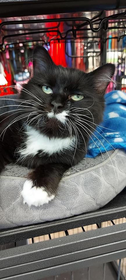 SAFEteamrescue's tweet image. Happy Sunday from adoptable kitty, Cleo!  Cleo is in charge of a Valentines’s Donation Drive at Pet Valu Parsons (736 Parsons Road, Edmonton) this weekend!  Drop by today and donate an item to SAFE Team or Paws in Need and be entered into a draw to win a cat or dog treat basket.