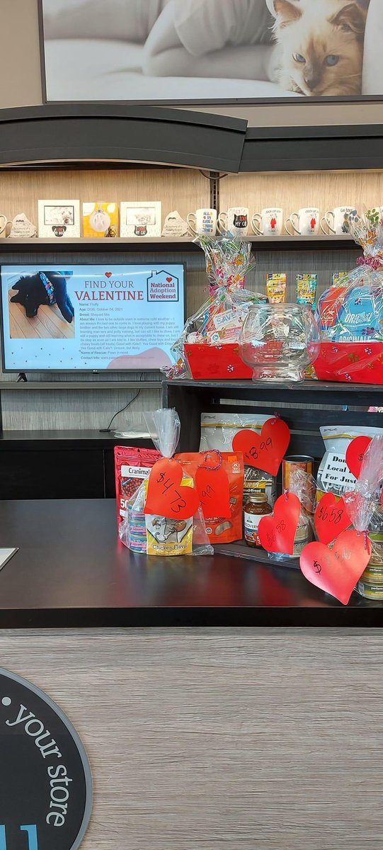 SAFEteamrescue's tweet image. Happy Sunday from adoptable kitty, Cleo!  Cleo is in charge of a Valentines’s Donation Drive at Pet Valu Parsons (736 Parsons Road, Edmonton) this weekend!  Drop by today and donate an item to SAFE Team or Paws in Need and be entered into a draw to win a cat or dog treat basket.