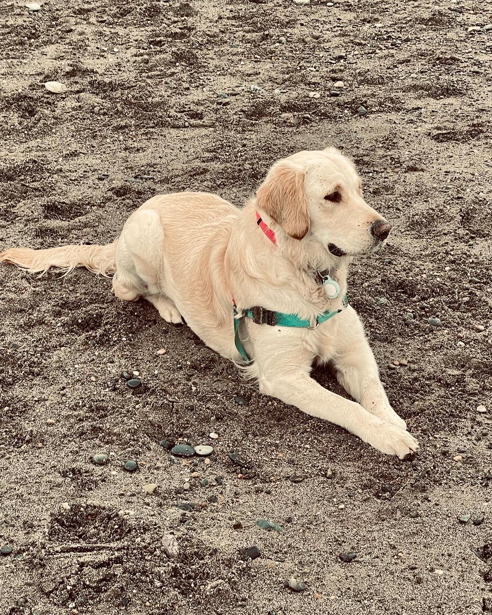 knutmoe's tweet photo. Quick trip to Killiney Beach for Indie to blow off some steam too https://t.co/ytG50x6zXA