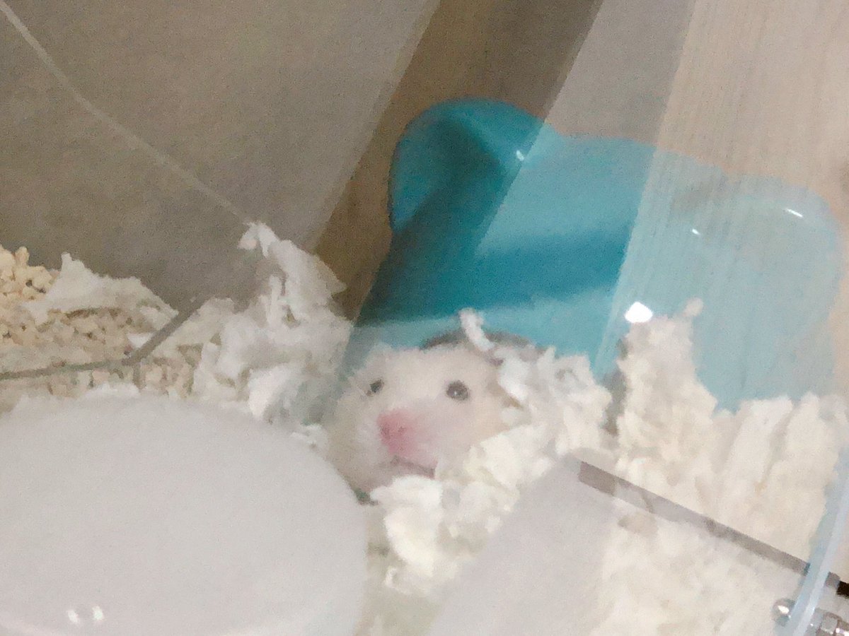 맹하게 귀여웠던 아가 시절