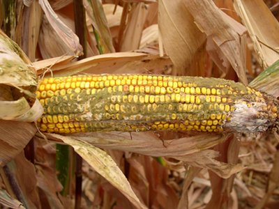 P_Karangwa's tweet photo. Aflatoxin ni iki? Ikumirwa ite?

Aflatoxin ni ubumara/uburozi bukomoka ku ruhumbu ruza ku myaka nk'ibigori, imyumbati yinitse, n'iyindi. Nimbi cyane. Nko muri Kenya mu 2004, icyorezo cya aflatoxin kishe abarenga 120. Mu ngamba ziyihashya harimo kumisha no guhunika neza imyaka. https://t.co/HDZ8LWu7QW