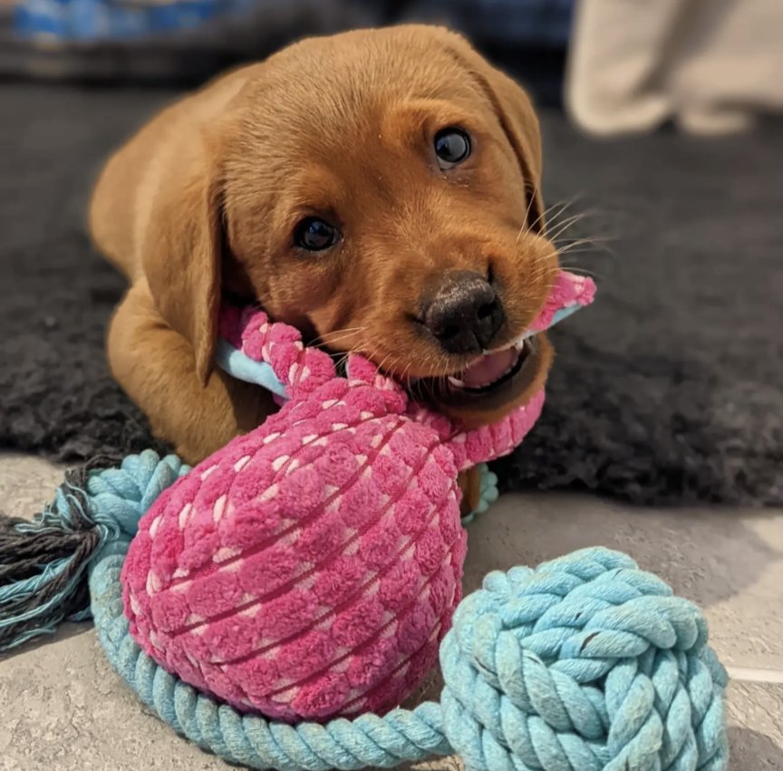 Brought this little guy home on Saturday - hello Obi 💕