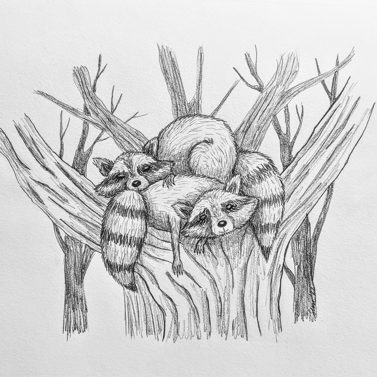 SEMillustration's tweet photo. Little Sunday morning trash panda sketch 🦝🦝 https://t.co/mihPxhGnMR