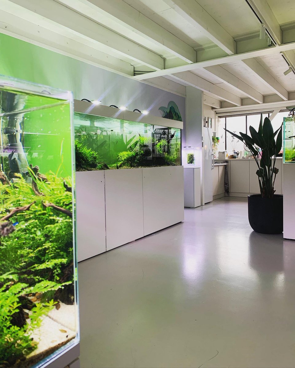 Aquaflora Aquarium tweet media