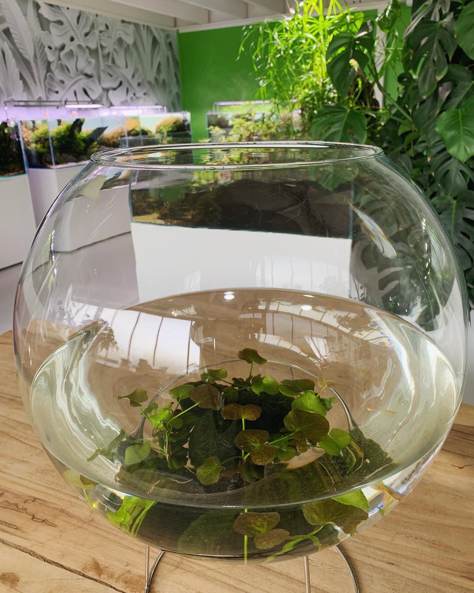 Aquaflora Aquarium tweet media