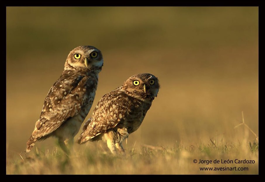 In honor of #superbowlsunday here’s a superb owl - ABA’s bird of the year, the burrowing owl! 📸: <a href="/AvesInArt/">AvesInArt</a>