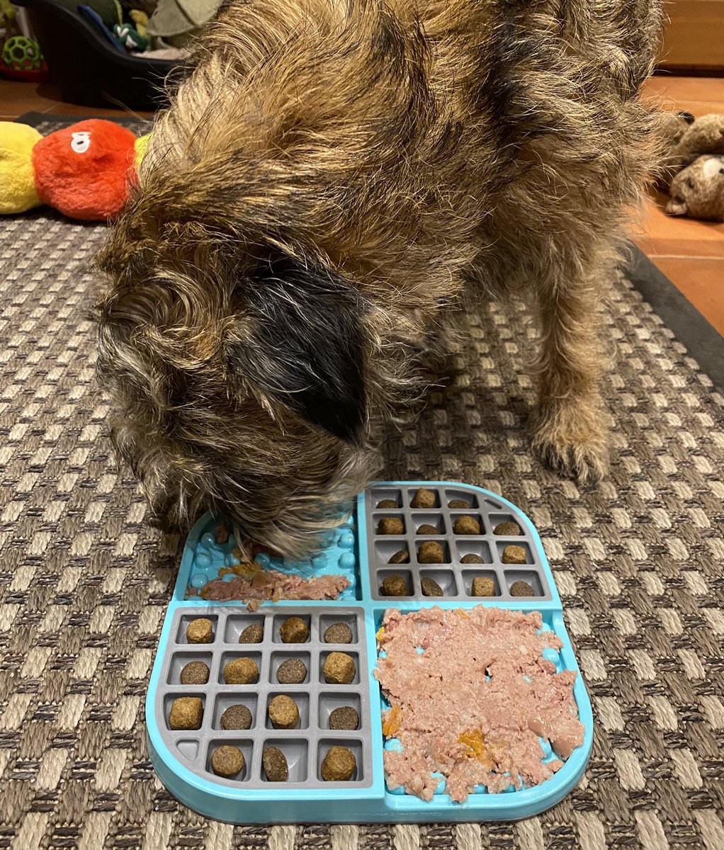 On a wet and windy Sunday  afternoon I played lots of games😃 including bucket twizzle, cone tops and round the cone! And then I got my tea in my lickimat😋 #BTPosse 🐾