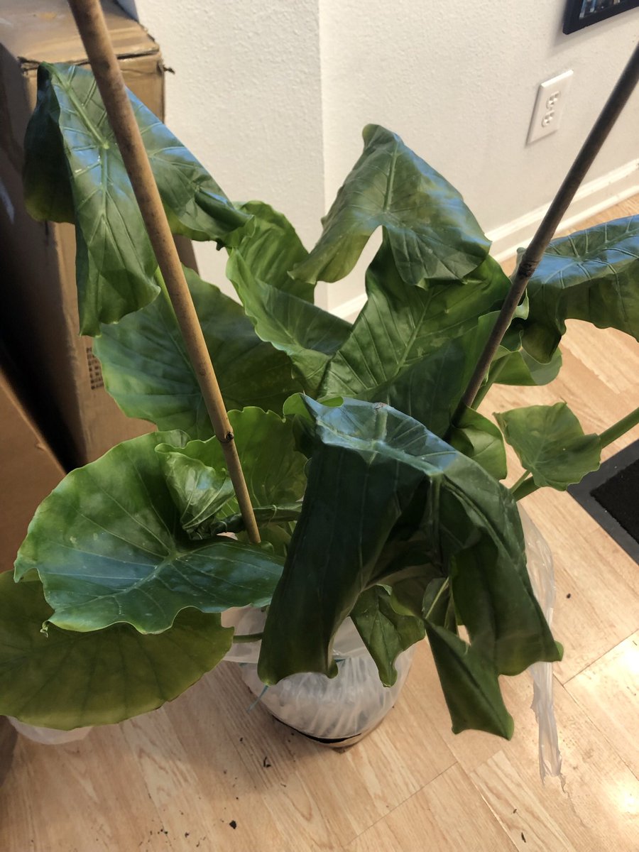 HarpCoLLC's tweet photo. What’s wrong with my plant?!?!?!? https://t.co/I3XZmvMqT0