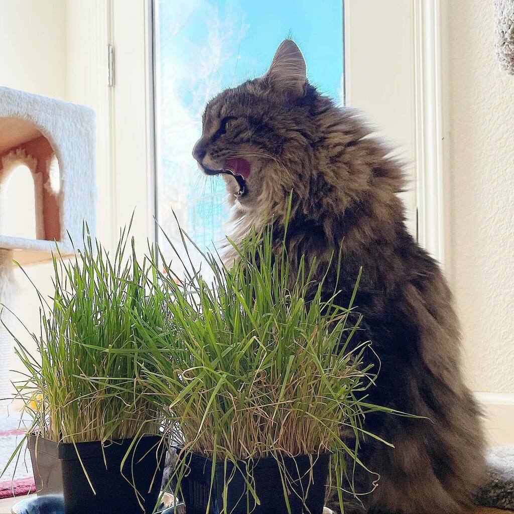 DawnWinston24's tweet photo. Kyber enjoying her kitty grass 🌱
#kittygrass
#maincoon
#california
#catsofinstagram https://t.co/WYTOtYD9ma https://t.co/T0aeC3uPfU