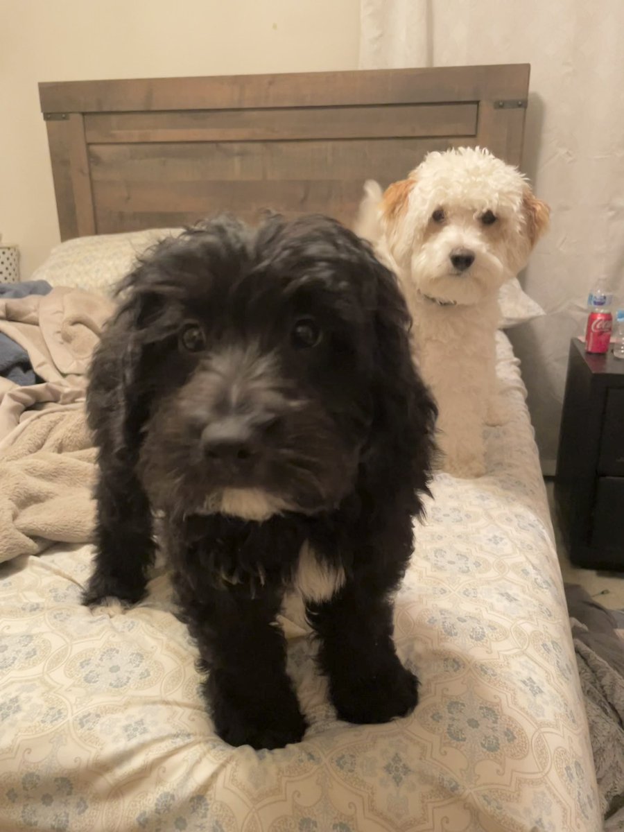 mirandaadavis's tweet photo. @ATTexplore My boys! Sharing a little love! #attexploresweeps @mirandaadavis https://t.co/slJhFD2AsA