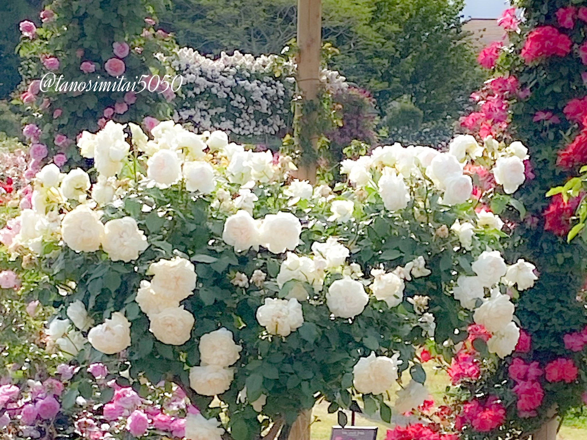 いちご Happy Valentine 白薔薇の花言葉 ᴗ 純粋 純潔 相思相愛 心からの尊敬 今日も素敵なバレンタインデーを お過ごし下さいね 今週もよろしくお願いします 薔薇 バラ Tlを花で一杯にしよう 写真好きな人と繋がりたい
