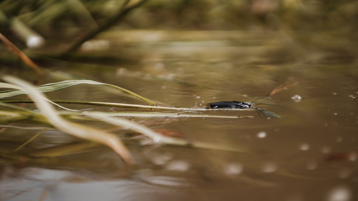 13fishing's tweet photo. Home is where you make it.
______________
@Tannertookit #13Fishing #TrashPanda #MYOL #13Original #home https://t.co/3SO5kGYGpC