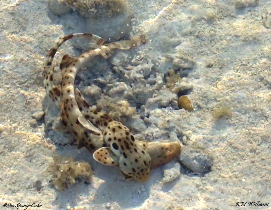 SeaSpongeCake's tweet photo. Happy Valentineโs Day! ๐น
Here are some epaulette sharks making babies ๐ฅฐ
They were very much in the zone and didnโt notice I was there ๐ One of the most interesting things Iโve seen on the reef
#ValentinesDay #Valentine #Shark #Epaulette #SharkMating https://t.co/Ys8pSgBAXi