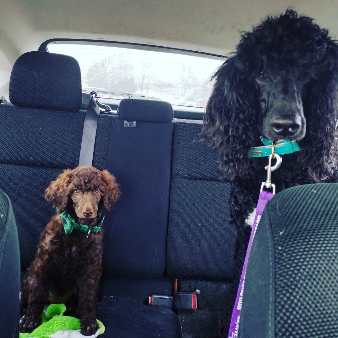 Oops, we did it again. New #spoo 
Current name (subject to change): Maize, short for Mazikeen <a href="/LuciferNetflix/">Lucifer</a>
#standardpoodle #puppy #dogsofinstagram #fullsisters #mazikeen