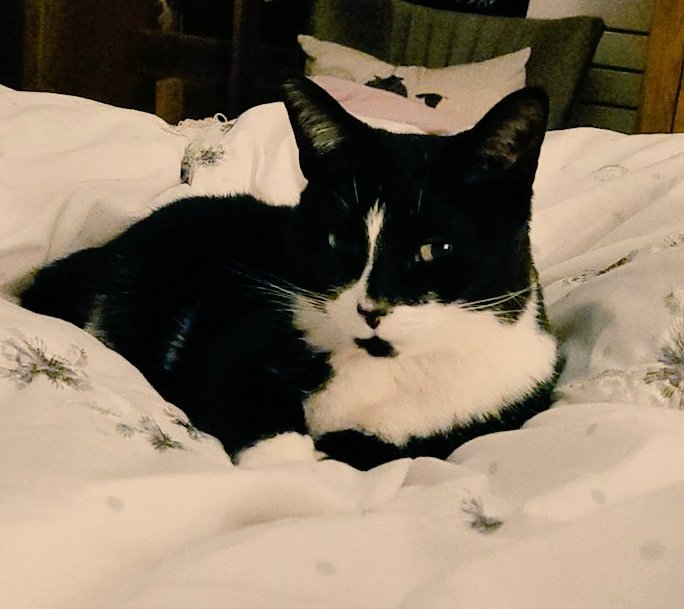 Pecka68's tweet photo. @Elise_Christie Here is the very cute Delilah https://t.co/vBVF4UX4Lt