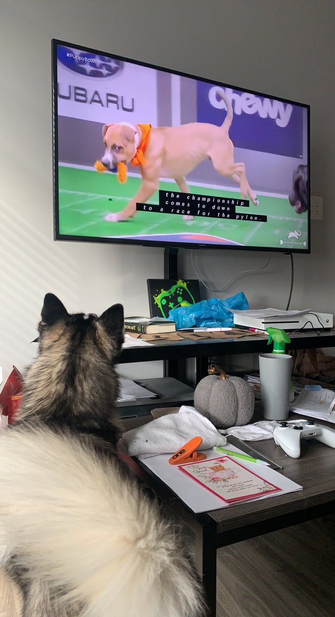 abby_marrow's tweet photo. Whiskey is loving his first  #PuppyBowl @meepthebird https://t.co/FgdA2Zd9QF