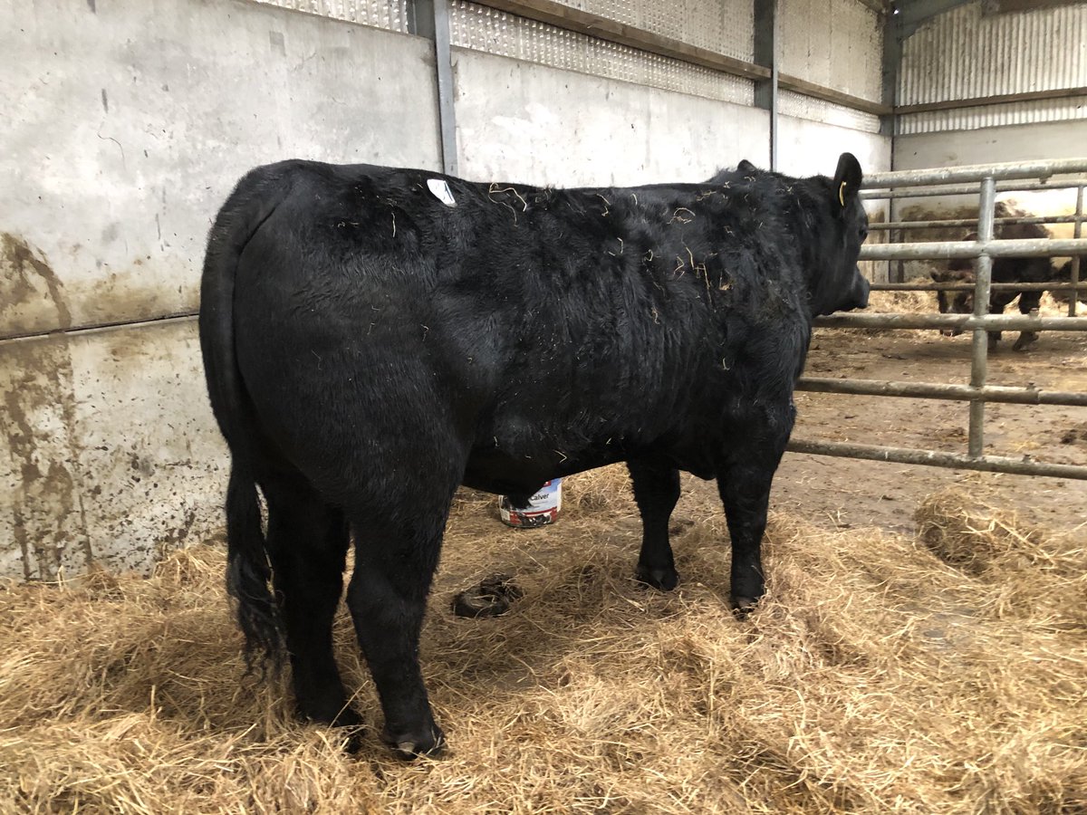 SamuelRooney3's tweet photo. Oran thunderstruck settling in at Kinglass.  Bought yesterday in Carrick for hopefully easy calving but also for good finishing traits https://t.co/KwanlXbncY