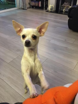 millypod1's tweet photo. 🆘11 FEB 2022 #Lost LAILAH Chihuahua Female 
#Cleethorpes nr #Grimsby #DN35
North East Lincolnshire.  The Humber
SIGHTINGS PLZ ☎️07510054557
https://t.co/hdlhpXXFVl https://t.co/v6YFkp4KLE