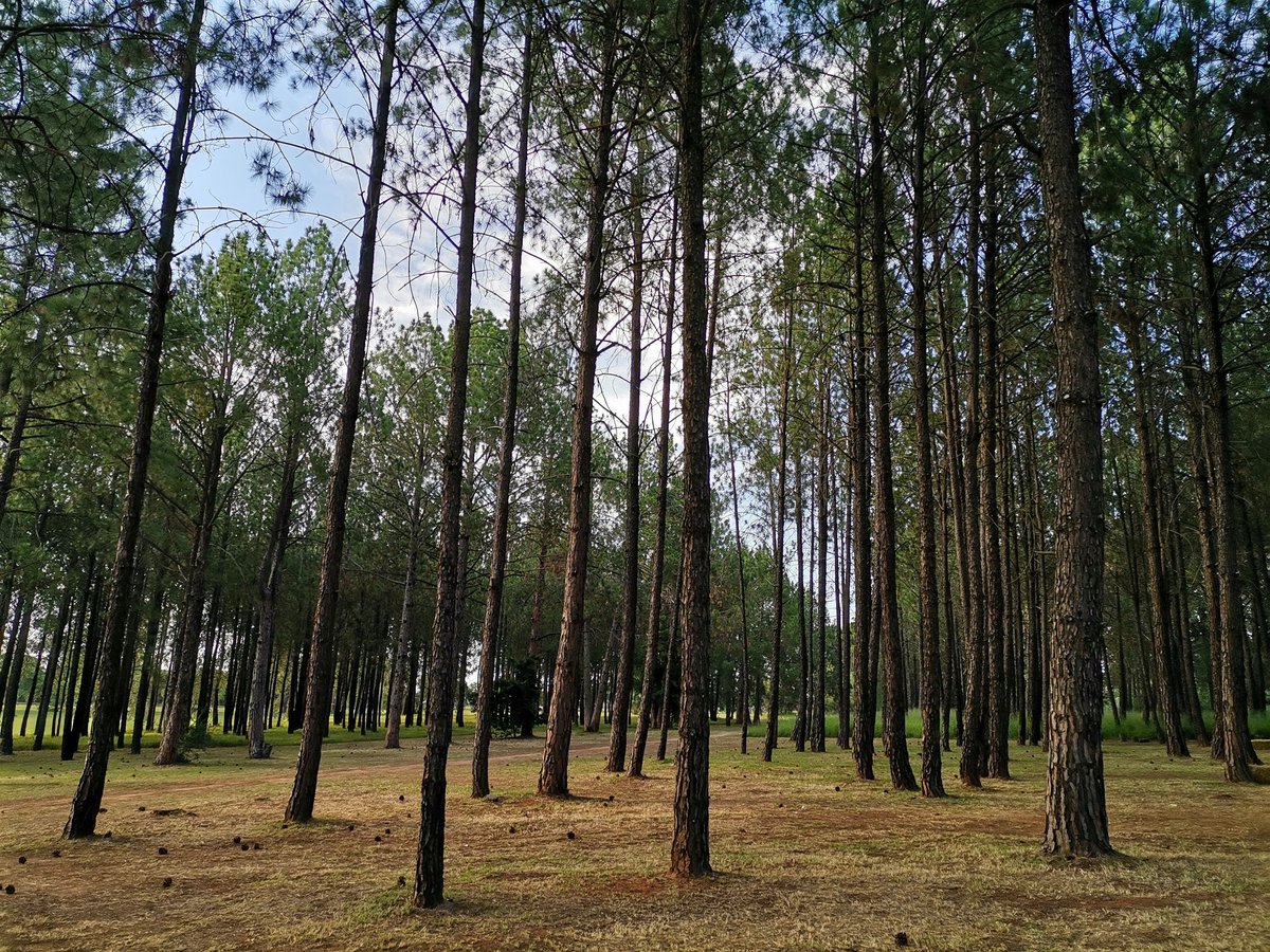 Nkulie14's tweet photo. “The best time to plant a tree is twenty years ago. The second best time is now.” 📌
If you want to create something great, start #today... 🌳
#Opportunity #chance #time #great #greatness #nature #Green #presevation #landscape #beauty #tree #trees #chinese #proverb #start https://t.co/FNCpqEryvG