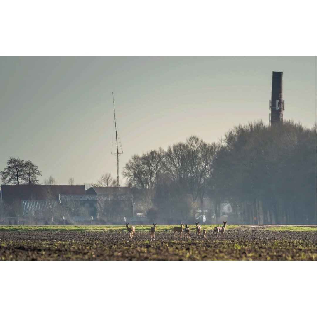 Dit is De Krim 🍀
#hierkomikweg
#platteland #reeën
#vechtdal #hardenberg
#fabriekspiepe