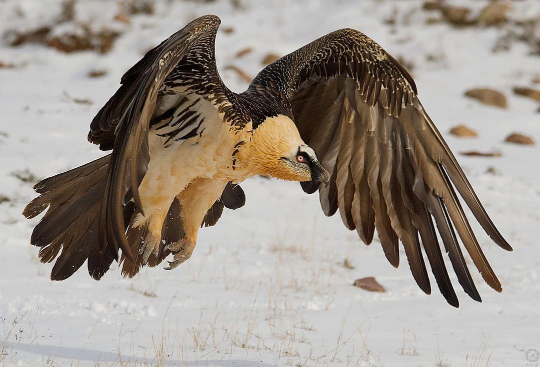 El quebrantahuesos, elegante e imponente, en su nevada cordillera pirenaica 🌿

// Imagen de Eduard Villar

#Fotografía #Pirineo