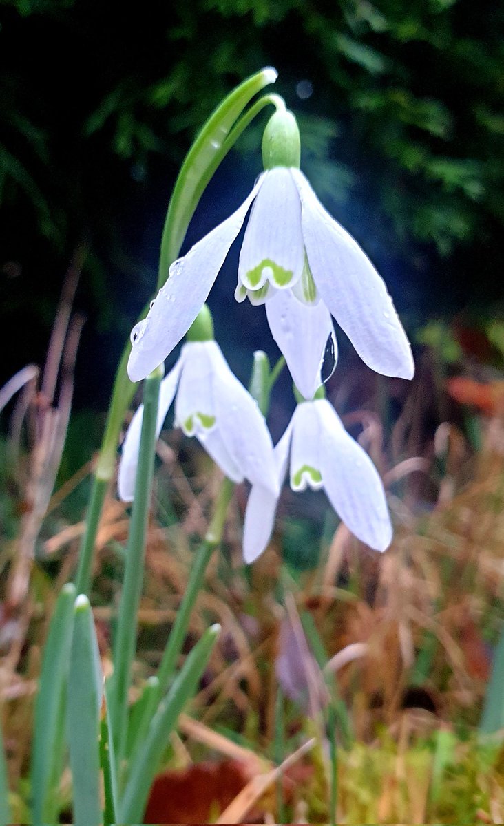 RickLeeUK's tweet photo. Snowdrops in mums garden β€
#snowdrops #northwales #springonitsway https://t.co/BWx27LjjMX