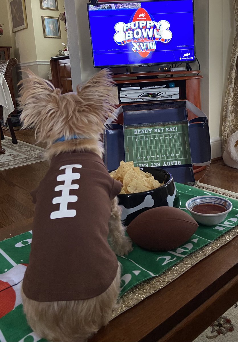 AtticusFinchAYS's tweet photo. @meepthebird let’s go #teamfluff !!!!! @AnimalPlanet @discoveryplus https://t.co/H1Y713y7Ql
