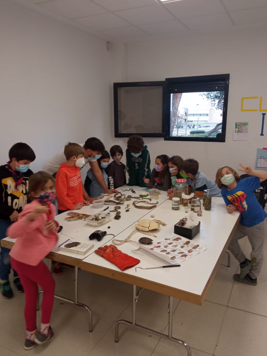 iberozoa's tweet photo. 4. Sábado por la tarde, Madrid. Realizamos nuestras actividades de Educación Ambiental más populares, el "Día de las serpientes" y la "Gymkhana de anfibios", con un grupo SCOUT. Una oportunidad única para fascinarnos con estos animales a través del juego 🐸🐍
@Iberozoajunior https://t.co/l0bXkFbV07
