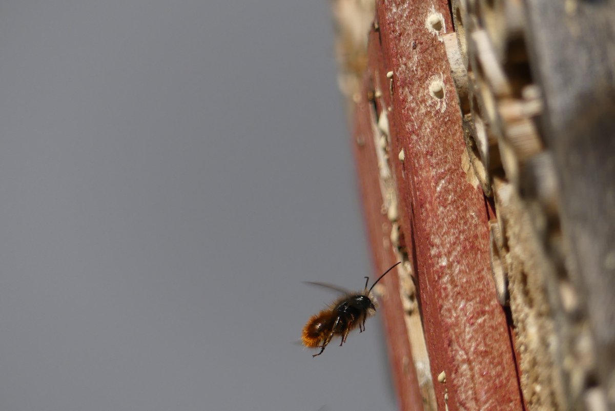 Waren bei euch am Wochenende auch schon die ersten Mauerbienen unterwegs? 
☀️🐝 #Wildbienen