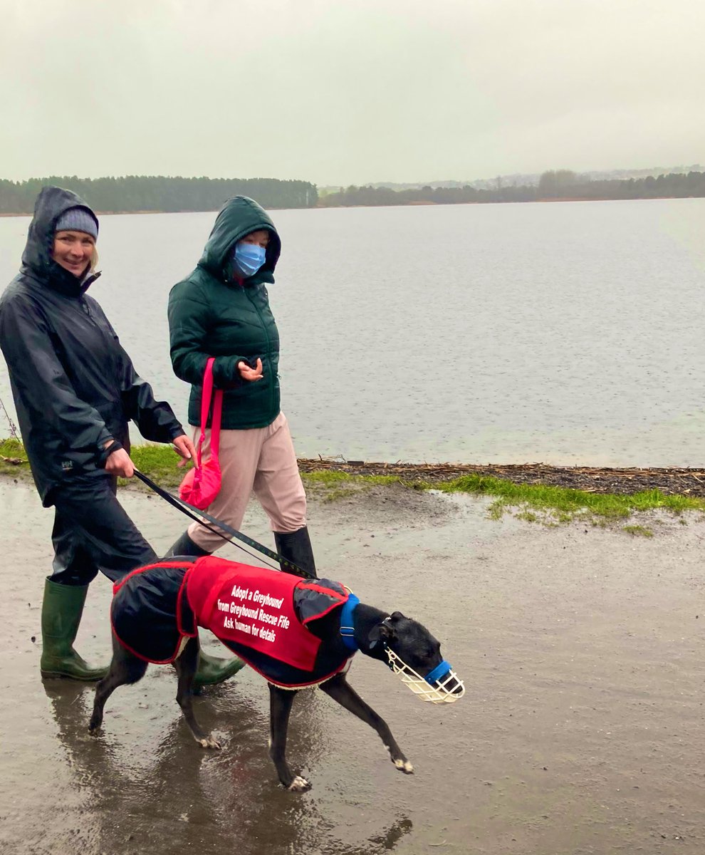 Greyhound Rescue Fife (GreyhoundRFife) Twitter