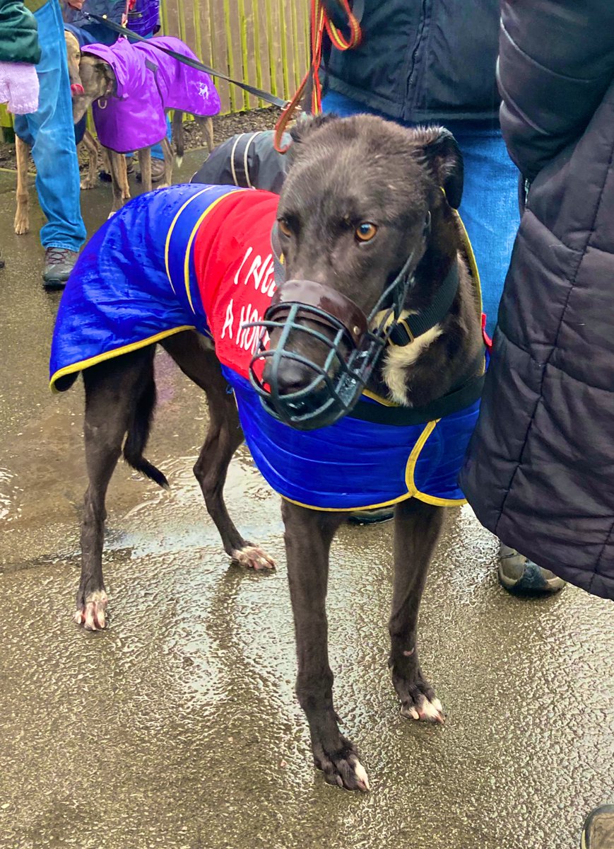 Greyhound Rescue Fife (GreyhoundRFife) Twitter