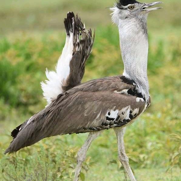 Kori Bustard