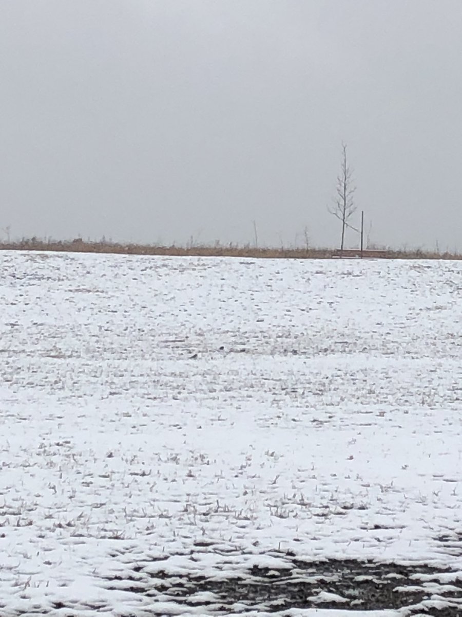 joseltzer's tweet photo. Four #lifer day! #110 Lesser Scaup, #111 Savannah Sparrow, #112 Killdeer, #113 American Kestrel. I was looking for a Kestrel for a while, and let me tell you, they are awesome. (Camera broken so here are terrible pics that prove nothing.) @TheIneptBirder #birding #CramerHill https://t.co/AXbr99W74d