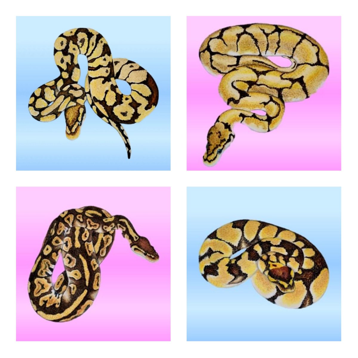 BPBC_NFT's tweet photo. #CONTEST #GIVEAWAY 
Go to our #Discord and post the final score of #SuperBowlLVI before kick off. Whomever picks it correctly I’ll give you my 2021 Pied female. You pay shipping Its that easy! Add your friends to our group Ball Python Breeders Club
https://t.co/54liKKg7bz
#nftart https://t.co/7psy5ulv7L