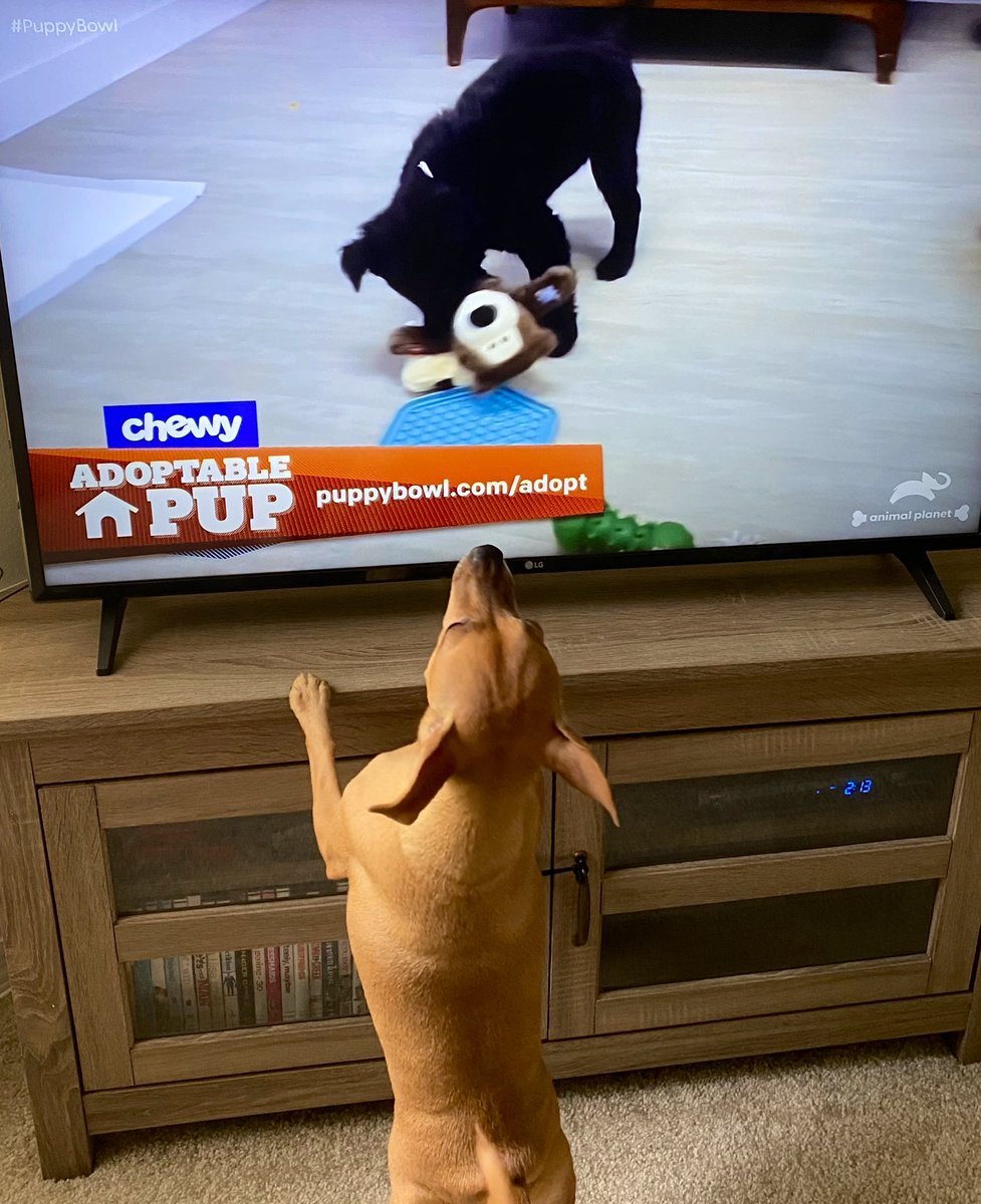 HeatherMonahan_'s tweet photo. #ChanceThePupper loves the #PuppyBowl https://t.co/vwc4tBM5i3