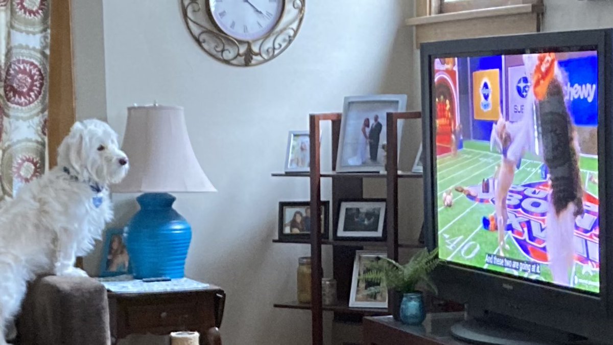 thirstees1's tweet photo. Cooper watching @AnimalPlanet #PuppyBowl #puppybowl22 #Cleveland #ohio #CincinnatiBengals ❤️🐶🏈 https://t.co/4fhqsUEGQa