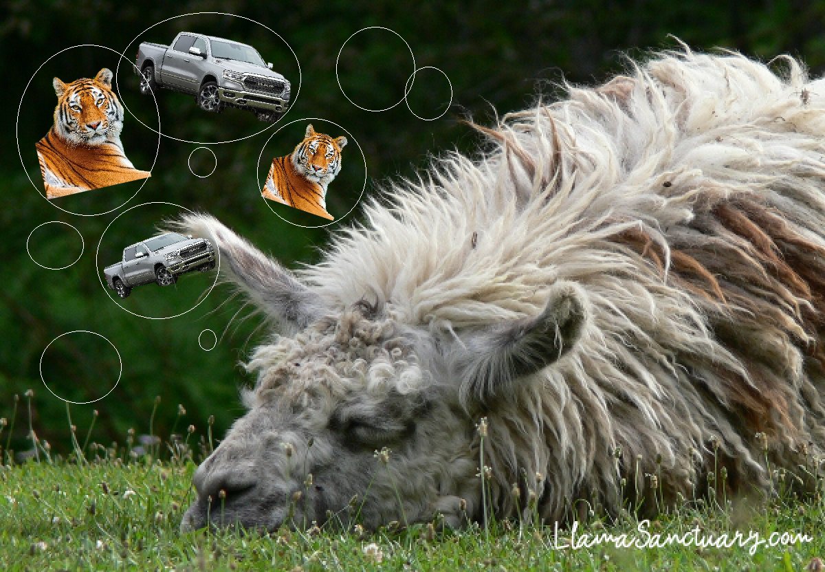 SanctuaryLlama's tweet photo. @LlamigOo I don't think the llamas have quite got to grips with the game yet! https://t.co/PhknYNBMWw