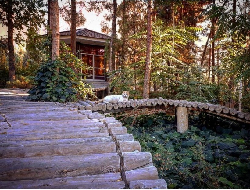 Ariyo_bar's tweet photo. The beautifuls of my land

"Pardisan Ghaem Forest Park"
#Iran - Kerman https://t.co/fAhkiLMGuj