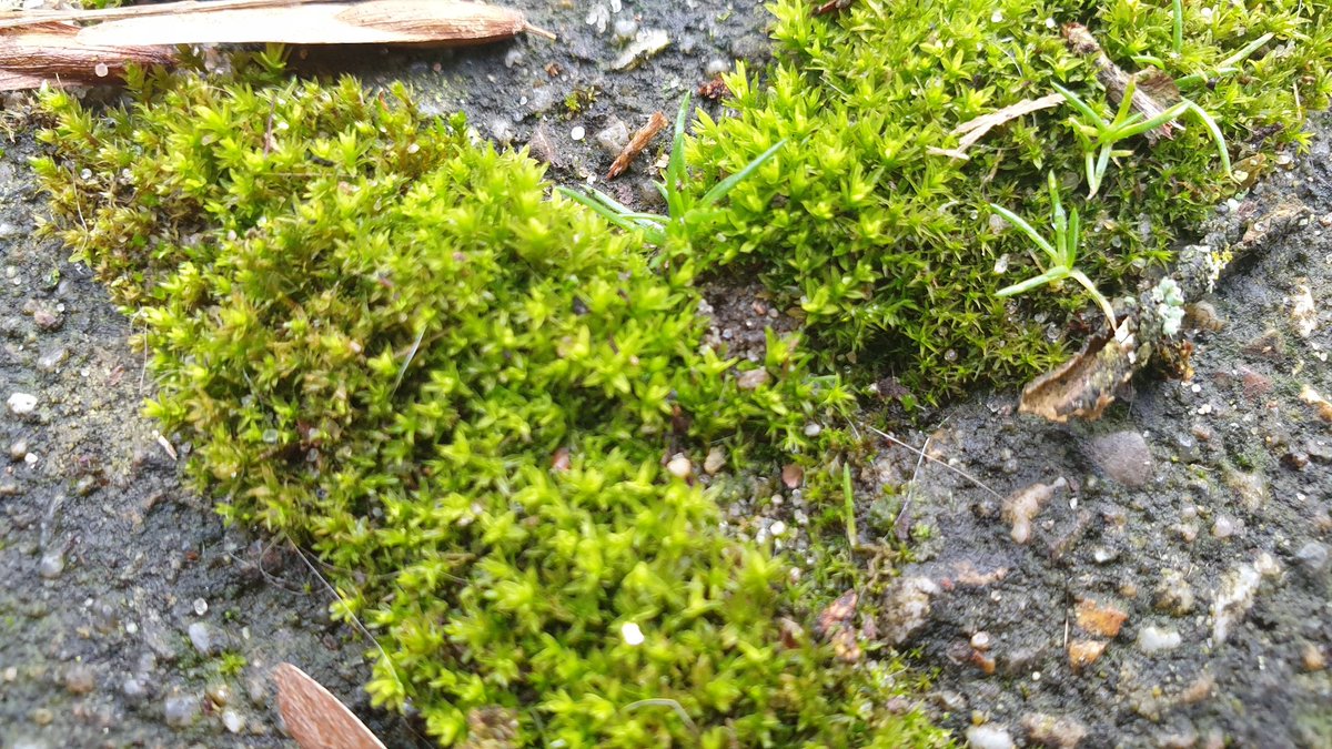 saskiacscheer's tweet photo. De kleur van vandaag OLIJF en MOSGROEN
#kleurindenatuur 
Zoekplaatje: oranjetipje 🦋 met dichte vleugels.
De iniemini is een baby groene schildwants 💚
Mos, gewoon tussen de tegels en in het gras. Houdt lekker vocht vast 👍 https://t.co/01ruzsySIA