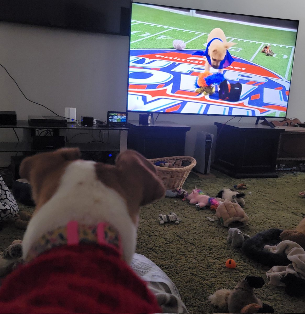 cn_angel's tweet photo. Watching the Puppy Bowl
#littleloki #PuppyBowlXVIII https://t.co/9A5N8n8G7c