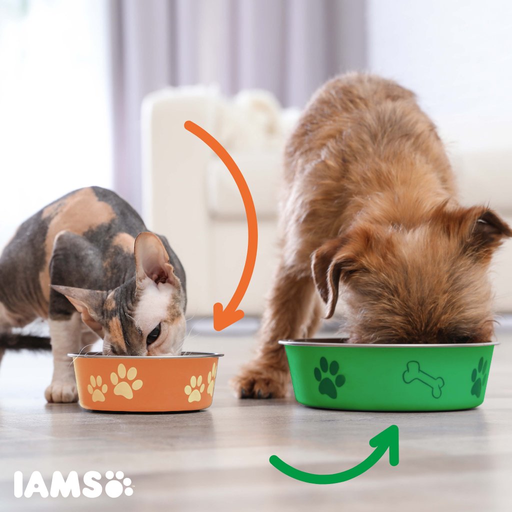 iams cat breed selector