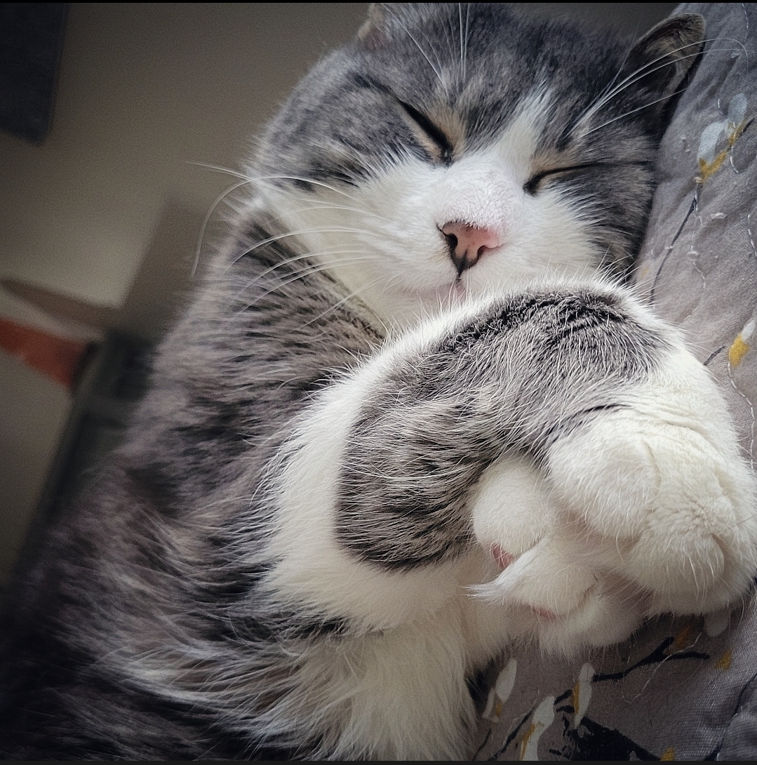 URCoachMonteiro's tweet photo. Is this the kind of Sunday you are having?😸

For this kitty everyday is #lazysunday lol

#catstagram #catsofinstagram #rentfree #livingrentfree #rentdue #lazycat #lazykitty #catsarethebest #funnycatreels #funnycatvideo #cutecat #cutecatreels #cutekitty #catlover #catlady #cat https://t.co/UuRPRmVu2s