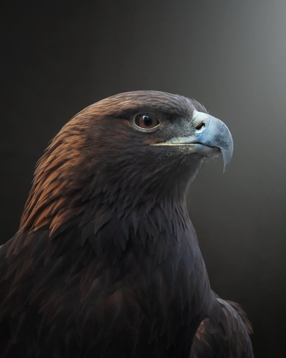Golden eagle portrait. #wildlifephotography #wildlifephoto #wildlifelovers #wildlife #nature  #sonyalpha #bealpha #wildlifeplanet  #natgeowild #natgeo   #natgeowildlife #bbcwild
