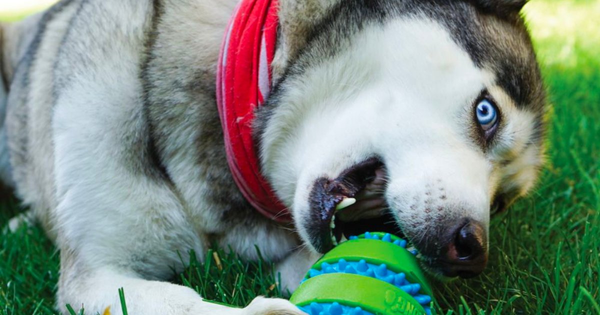 KONGCompany's tweet photo. In honor of the #PuppyBowl, we're giving away 3 custom KONG football jerseys to 3 lucky pups! Competition starts February 13th and closes 15th. 🏈

Here's how to enter to win:
• Follow us
• Like this post
• Share a photo of your pet playing with the hashtag #DogsNeedToPlay https://t.co/LwTJkYAxlY