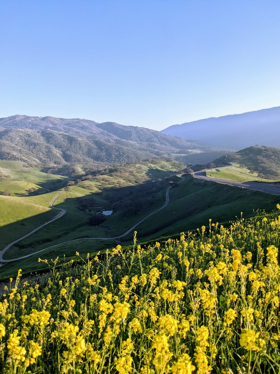 This is what California's false spring looks like 🌾🌞