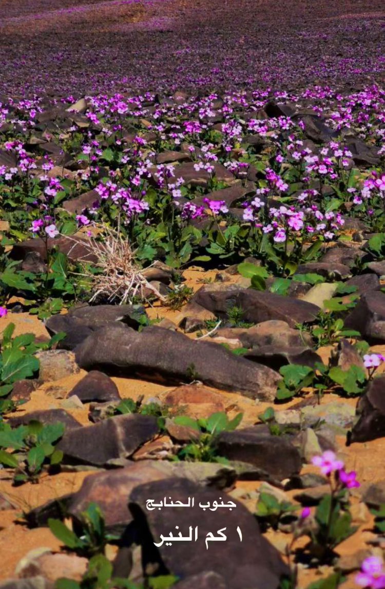 #تصويري ربيع الحنابج # ١٤٤٣/٧/١١هـ