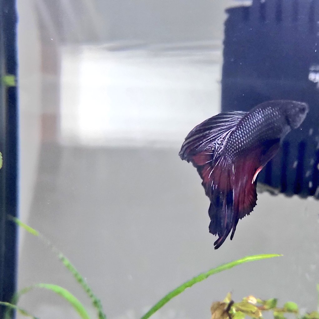 Shhhhtephanie 🏴󠁧󠁢󠁳󠁣󠁴󠁿 tweet media