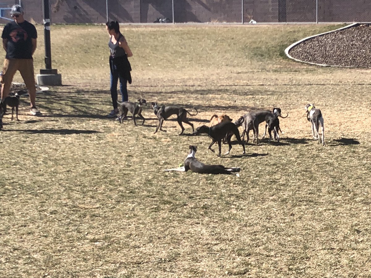 Stevie meets a whole army of whippets?