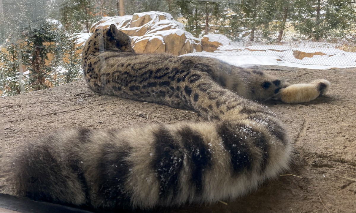 LouisvilleZoo's tweet photo. We're calling "tails" on tonight's coin flip!
Who are you rooting for to win the #SuperBowl?
#HeadsOrTails #KittyBowl #WeAreLouZoo
📸 Ron Evans https://t.co/TypCtsYJnz