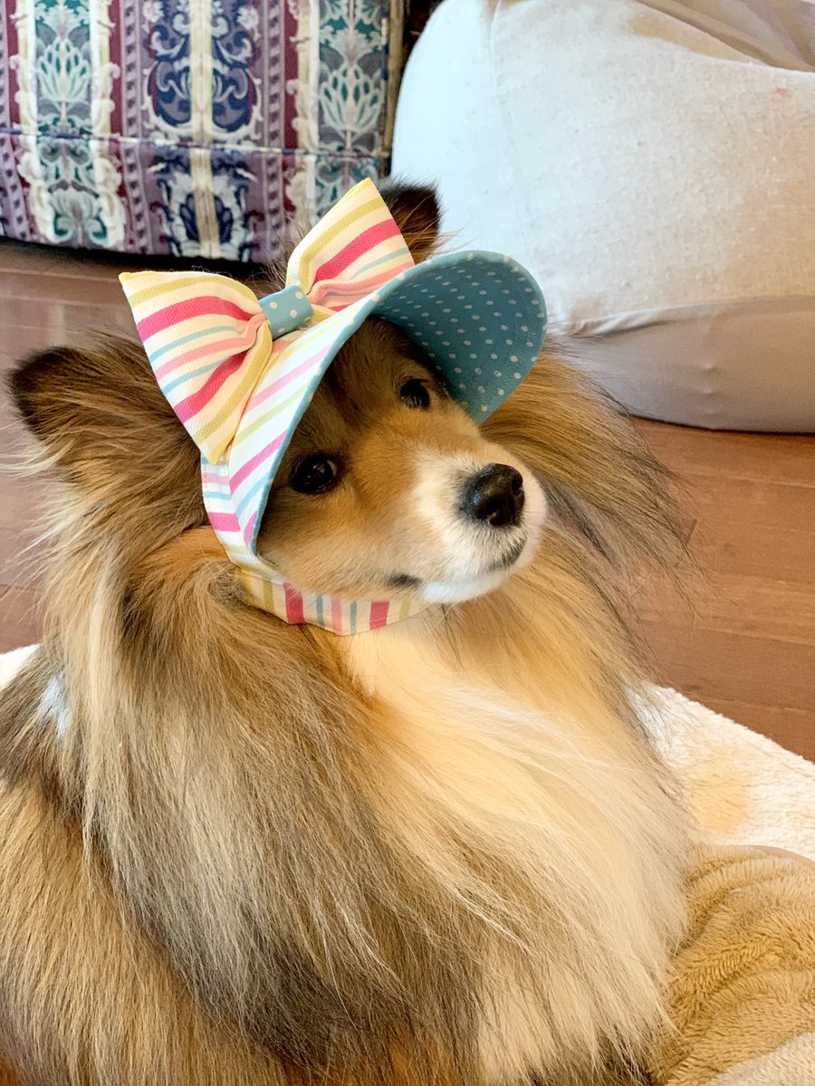 chabiru's tweet photo. 斜め被りジュリー❤️
#シェルティー
#マミーバイザー
#犬バイザー
#sheltie #shetlandsheepdog https://t.co/xVkky7wWhn